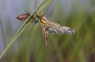 Libellenschlupf vor einem Teich im Moor