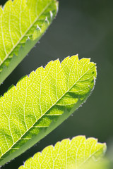 Three green leaves bathed in sunlight highlighting their detail