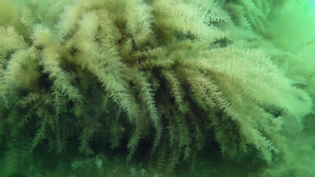 Hydroid thickets (Obelia longissima) look like brown algae.
