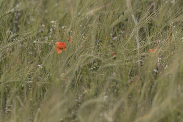  Red wild poppies in a green field