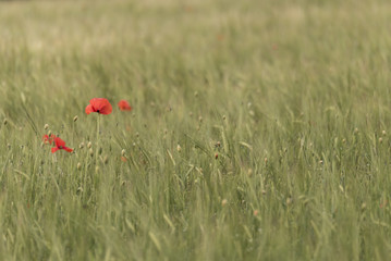  Red wild poppies in a green field