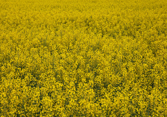 Blooming rapeseed field.