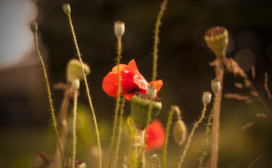 Obraz premium Mohnblumen