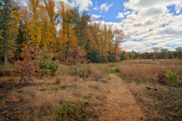 Obraz premium Oak Savanna