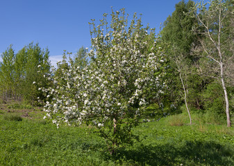 Blooming an apple tree in a forest.