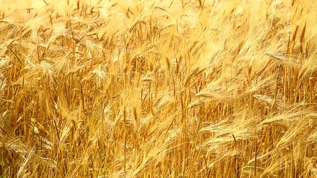 Gerste in der goldenen Sommersonne