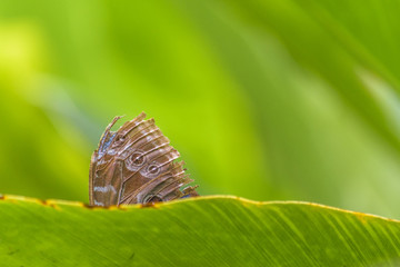 Patterned Wings Butterfly at Botanical Garden, Guayaquil, Ecuador