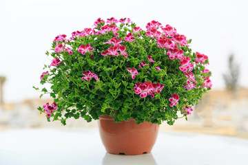 Pink french geranium in pot at street