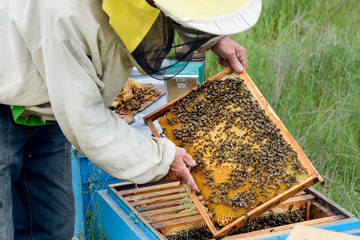 The beekeeper takes out from the hive honeycomb with bees. Apiculture.