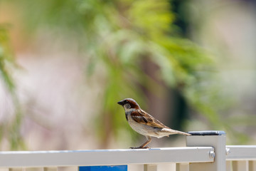 One small sparrow on fence