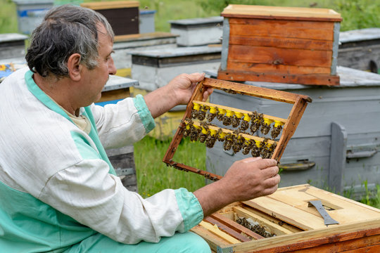 The beekeeper inspects a frame which raised new queen bees. Karl Jenter. Apiculture.
