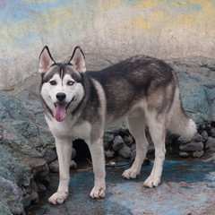 Husky street dog in Chichicastenango, Guatemala