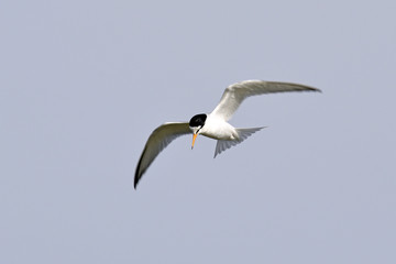 fliegende Zwergseeschwalbe (Sternula albifrons)