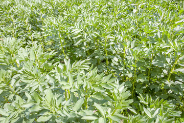 Broad beans plants.