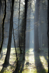 leśne światło © przemek