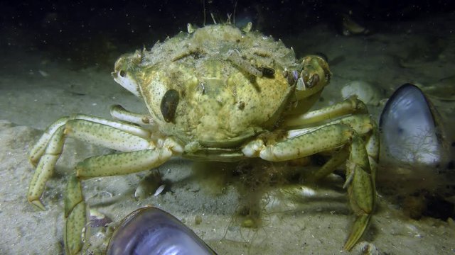 Green crab or Shore crab (Carcinus maenas) stands on a sandy bottom, then leaves the frame.
