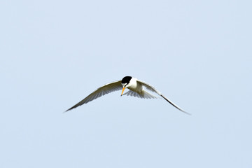 Zwergseeschwalbe (Sternula albifrons)