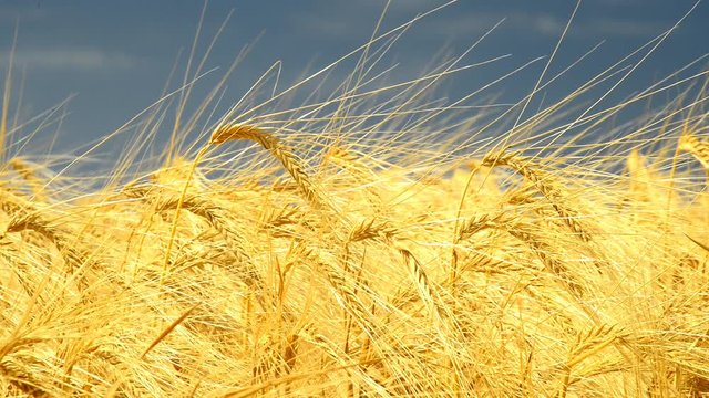 Gerste in der goldenen Sommersonne