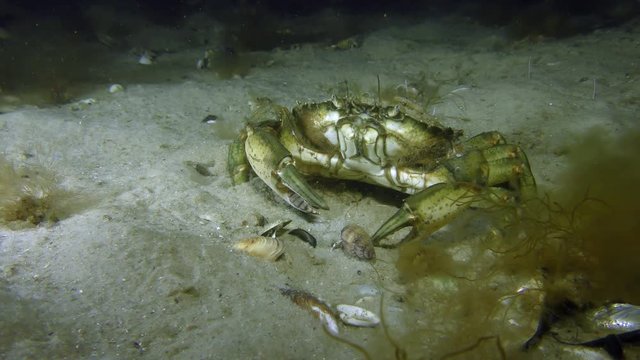 Green crab or Shore crab (Carcinus maenas) sits on a sandy bottom.
