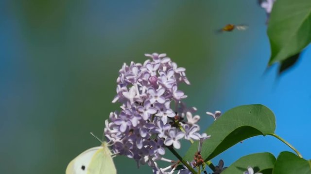 White butterfly on lilac flowers