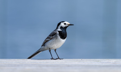 A white wagtail bird at the edge of the jetty by a lake in Finland on sunny summer afternoon