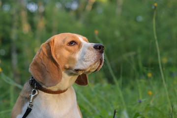 Portrait of a Beagle in a summer forest