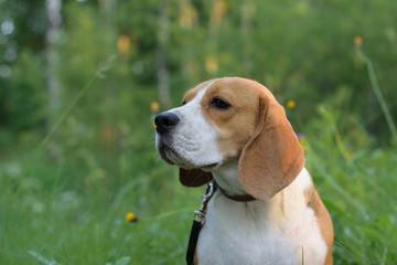 Portrait of a Beagle in a summer forest