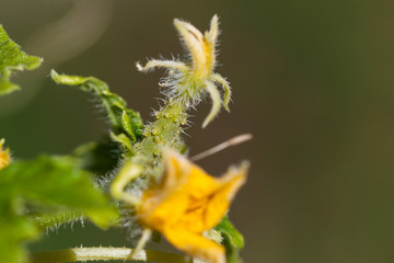 Baby Cucumber with Bloom