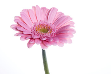 Gerbera