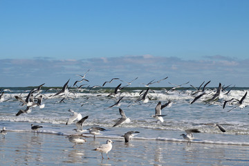 Seagulls at the sea in Daytona beach, USA