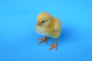 little baby bird hen chick chicken on blue background farm studio one cute feather