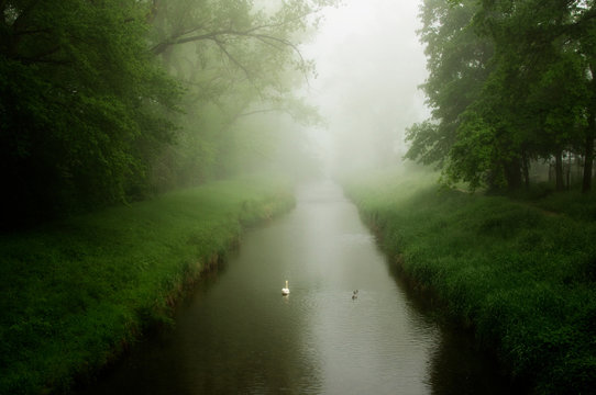 Treelined canal in fog, Dietikon, Zurich, Switzerland