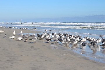 Seagulls at the sea in Daytona beach, USA