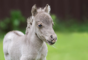 Fototapeta premium HF NOBLE'S GULLIVER - world's smallest horse 2017 year. Tiny foal measuring just 31 cm tall. American miniature horse.