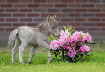 HF NOBLE'S GULLIVER - world's smallest horse 2017 year. Tiny foal measuring just 31 cm tall. American miniature horse.