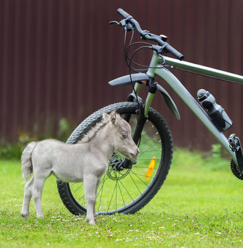 HF NOBLE'S GULLIVER - world's smallest horse 2017 year. Tiny foal measuring just 31 cm tall. American miniature horse.