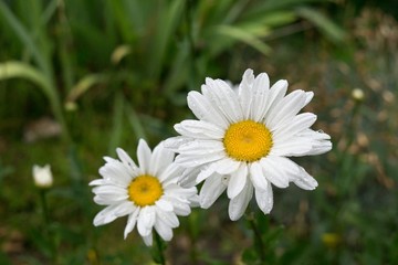 Daisy flower in the rain. Slovakia