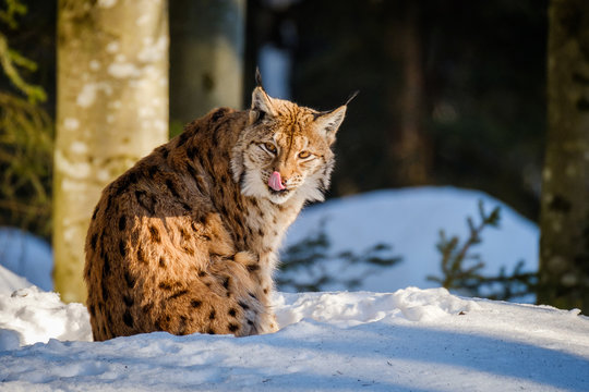 linx winter