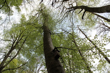 La luz y los colores de los bosques