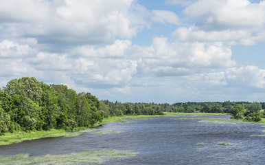 Fototapeta na wymiar River at the forest