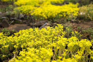 Flowers and plants on railways. Slovakia