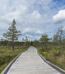 Wide wooden walkway on Riisa bog in Estonia going to the a small coniferous forest of pines in summer sunny day with blue sky and big clouds