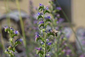 Honey bee on flower