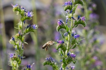 Honey bee on flower