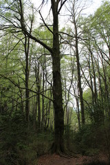 Fototapeta premium La luz y los colores de los bosques