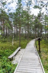 Wide wooden walkway on Riisa bog in Estonia going to the a small coniferous forest of pines in summer sunny day with blue sky and big clouds