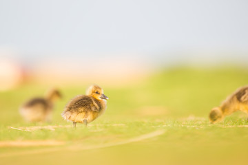 young goose (Anser anser)