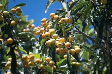 Loquats
