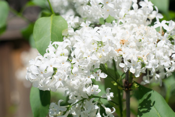 White Flowers