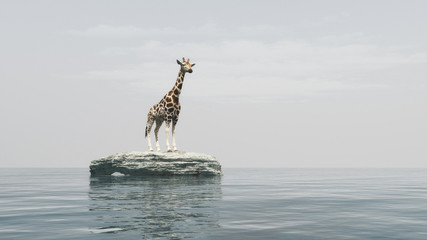A giraffe on a stone © Orlando Florin Rosu
